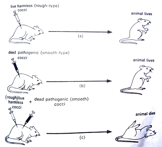 Griffith's experiments on mice showing bacterial transformation